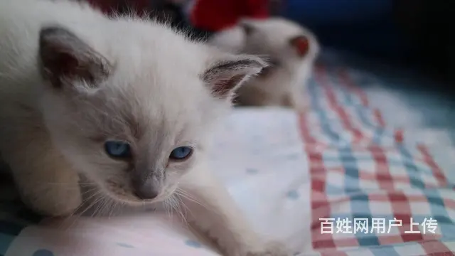 暹罗蓝重点 - 图片 8