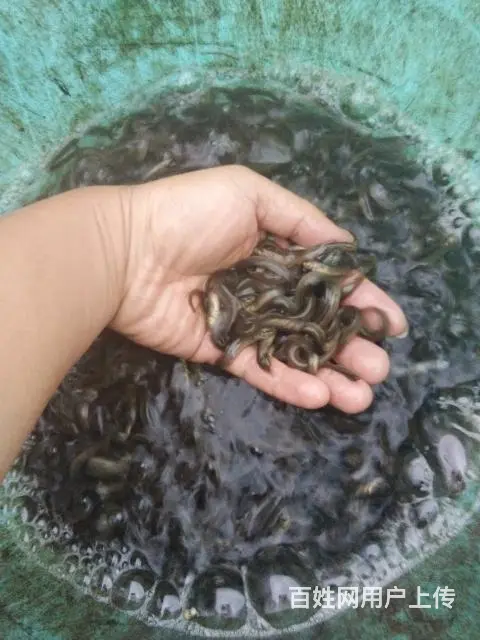 鲈鱼黄骨黄颡泥鳅黑鱼翘嘴白鱼桂鱼鸭嘴鱼叉尾鮰鱼苗 - 图片 6