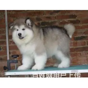 宿州犬舍直销【阿拉斯加】10年养殖经验，签健康协议 - 图片 9