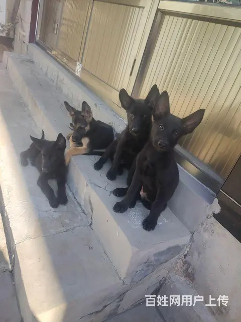 出售东德牧羊犬 - 图片 2