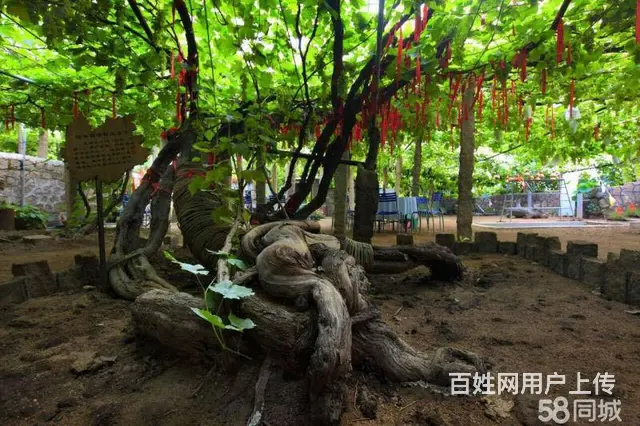 昌黎海边住宿【翡翠轩农家院】昌黎葡萄沟翡翠轩农家院 - 图片 1