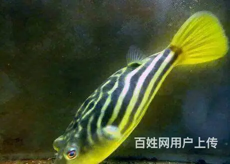 自家养的龙鱼 精品四纹虎5条皇冠黑白2条 斑马狗头 - 图片 12