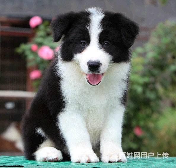 邊境牧羊犬北京咖啡色邊境牧羊犬黑白隕石邊牧