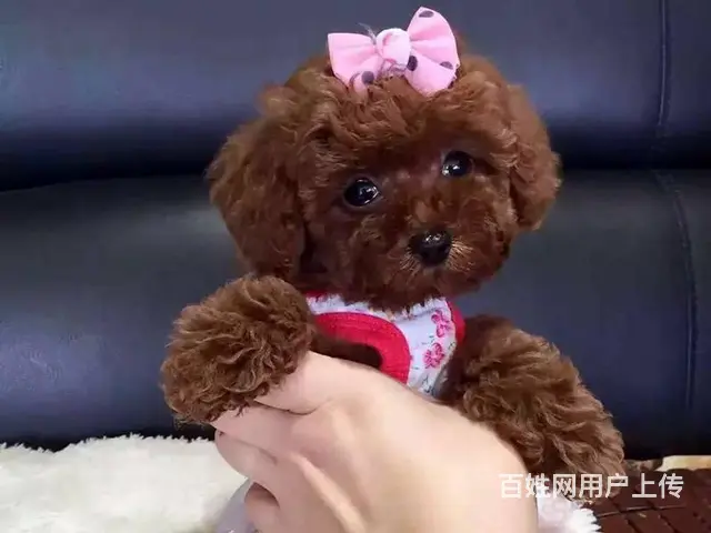 泰迪犬 茶杯泰迪 迷你泰迪 玩具泰迪 品质高血统好 - 图片 3