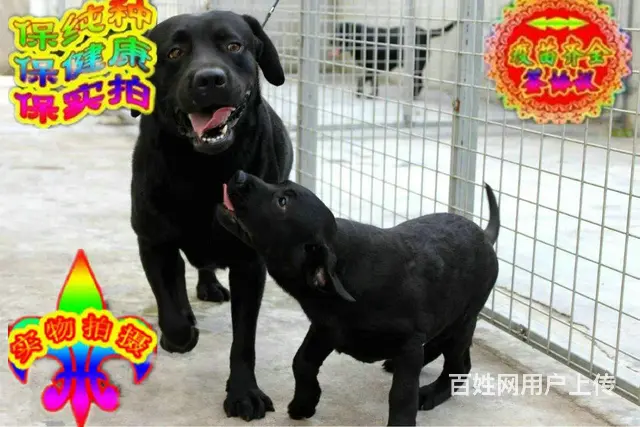 烟台纯种拉布拉多幼犬 头版足骨量大 血统纯正 - 图片 5