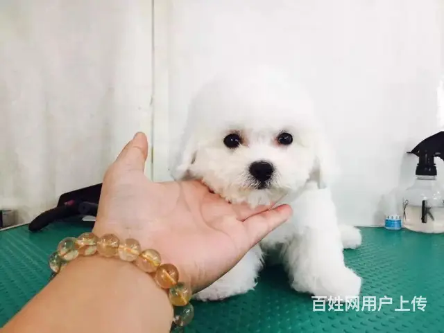辽阳哪有繁殖比熊幼犬的，比熊幼犬多少钱一只 - 图片 5