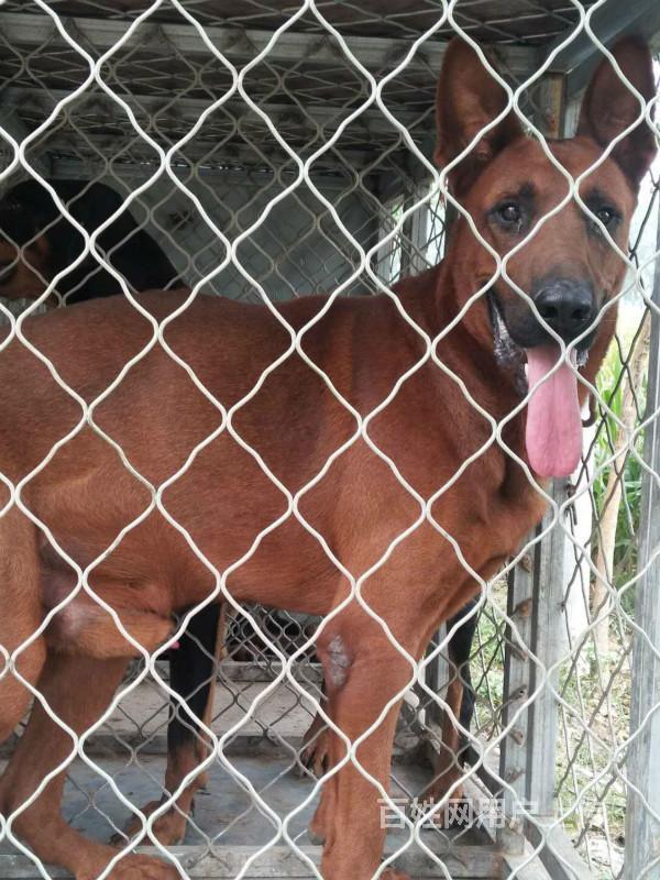 【图】- 莱州红犬幼崽多少钱一只 莱州红什么价格