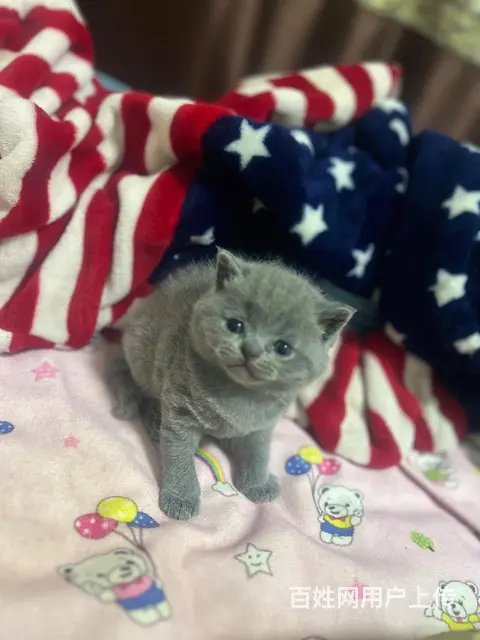 出售自家繁殖蓝猫3只胖虎无病选 - 图片 1