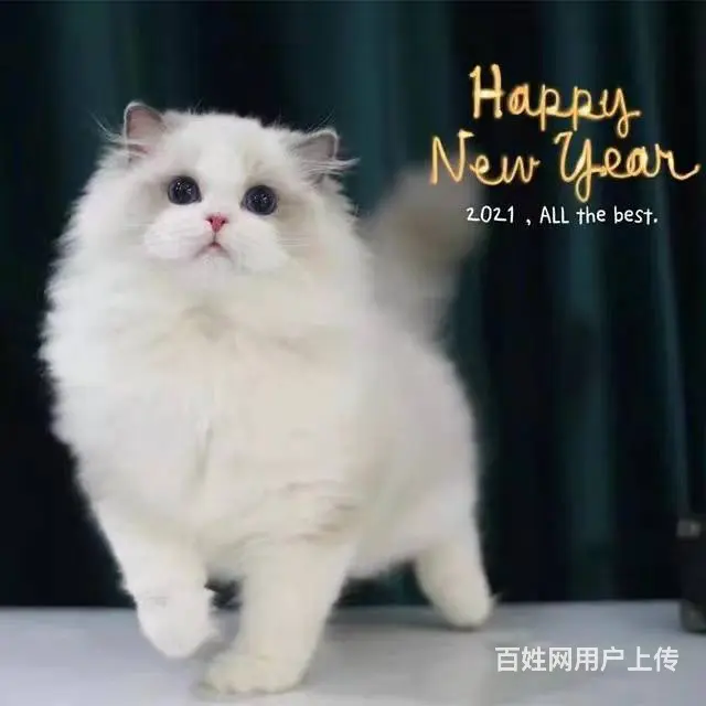 哪里有布偶猫卖的 布偶猫多少钱 布偶猫成年多重 - 图片 4