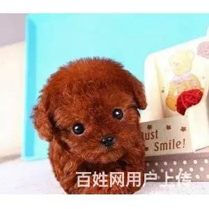 承德泰迪怎么卖 泰迪价格 茶杯犬泰迪 - 图片 1