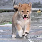 东方哈士奇价格哈士奇多少钱一只