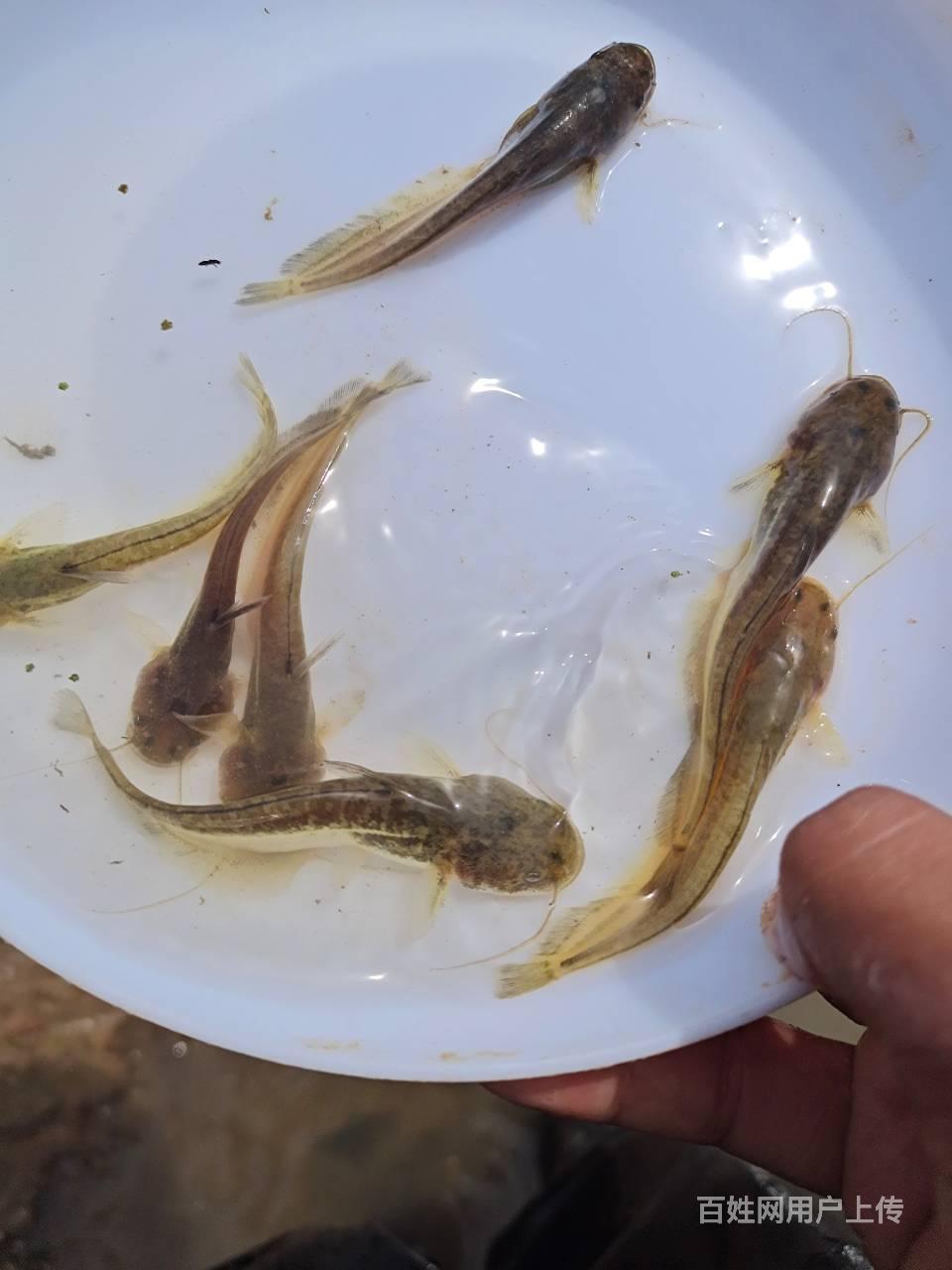 河南怀头鲶鱼苗供应鲶鱼苗繁殖技术传授郑州黄河渔场