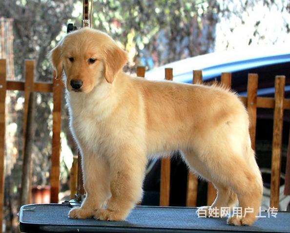 出售纯种金毛寻回犬包品质保健康品相极佳