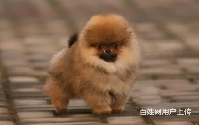 出售博美犬 哈多利球形俊介血系均有 - 图片 9
