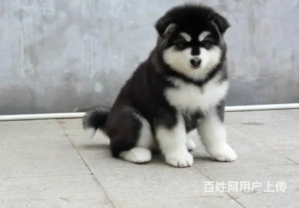 出售纯种阿拉斯加幼犬阿拉斯加多少钱阿拉斯加图片 - 图片 4