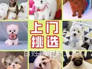 【同城推荐】九江武宁大型犬舍出售约克夏 纯种健康