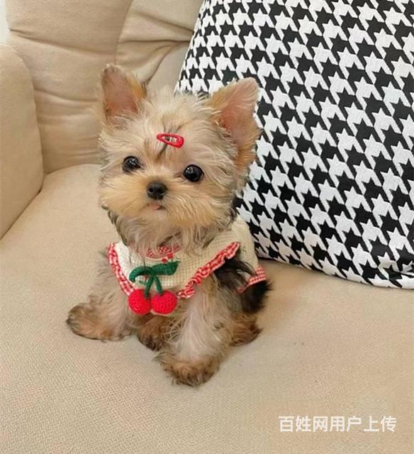 出售纯种约克夏幼犬 健康纯种 质量保障的图片