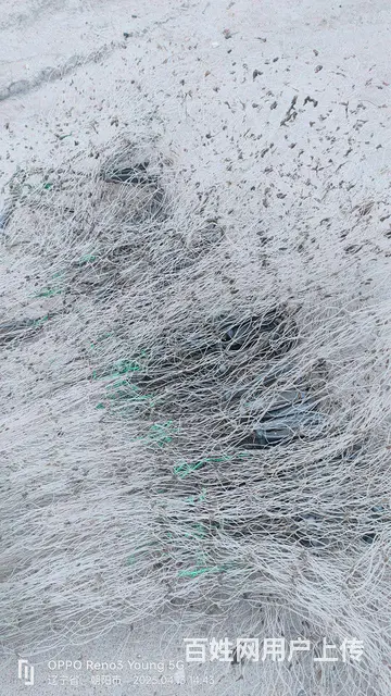 老式撒网 - 图片 4