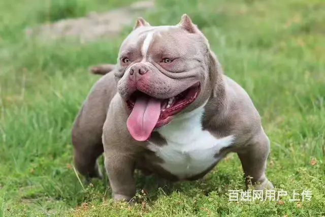 辽阳恶霸犬出售 恶霸犬价格 - 图片 4