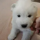 熊版萨摩耶