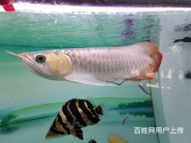 红龙鱼1.8米9成新鱼缸 皇冠2条飞凤一条 黄头龟 - 图片 2