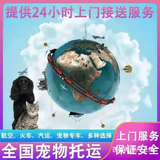 嘉兴海宁周边宠物托运（猫狗活体快递）陆运 空运至全国 - 图片 2