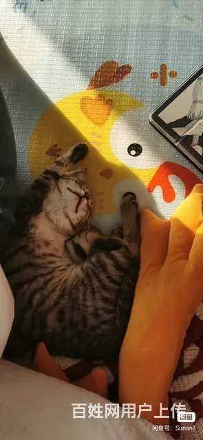 好心人领养猫猫 - 图片 3