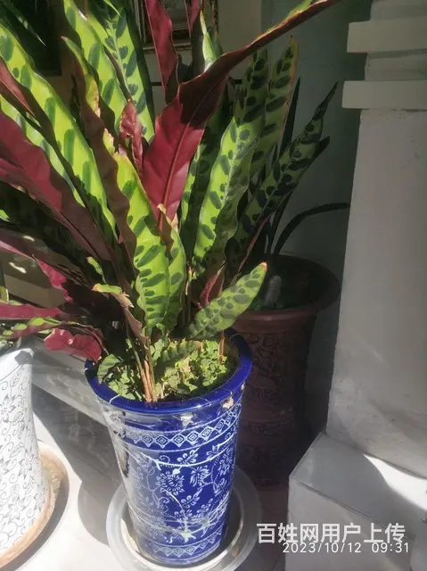 家庭花草出售，喜欢商量。 - 图片 4