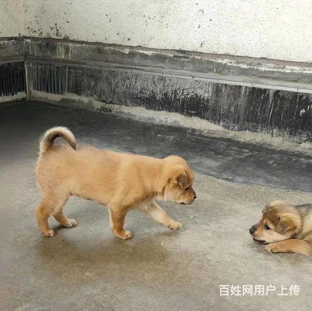 家养漂亮柴犬小狗可以出售啦，价格优惠 - 图片 1