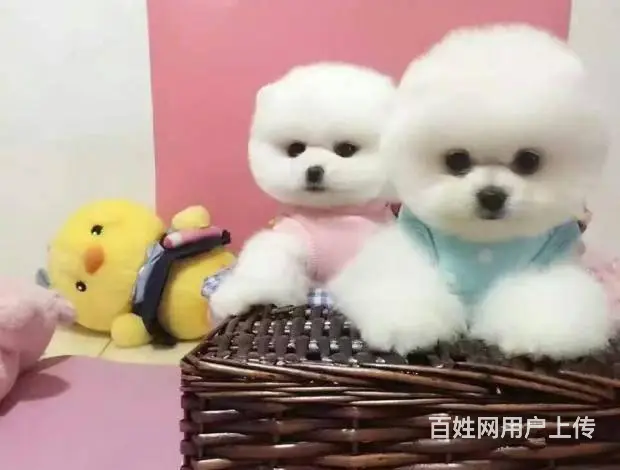 精品博美犬 家养繁殖可随时上门 疫苗驱虫齐 - 图片 2