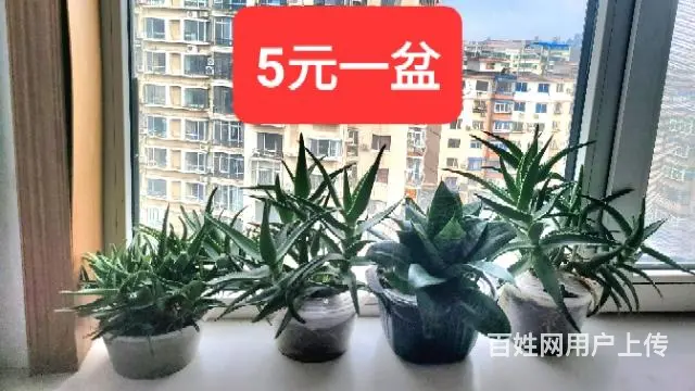 芦荟虎尾兰盆栽 - 图片 3