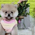 金华【*推荐】博美犬舍‖博美养殖场
