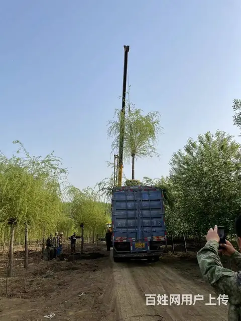 沈阳绿化真草坪辽宁用什么品质吉林山东内蒙古价格卖草 - 图片 11