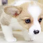 日照柯基犬舍基地常年出售纯种柯基双血柯基幼犬