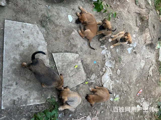 打电话 马犬 - 图片 2