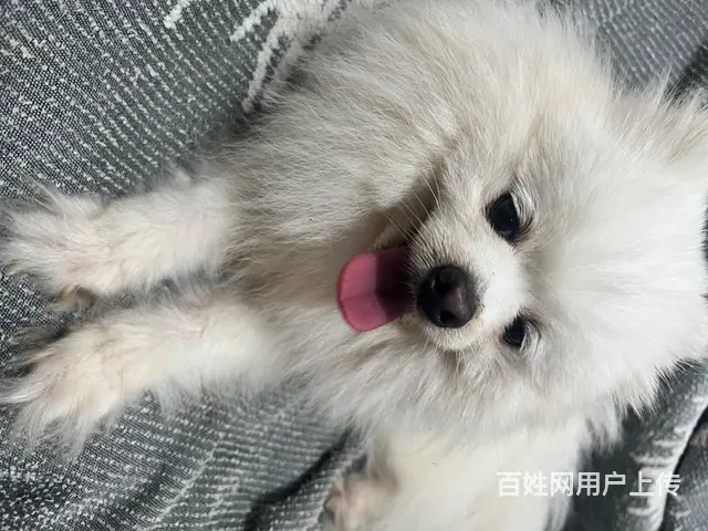 捡的有能力的拿去养 - 图片