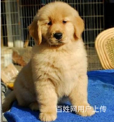 精品双血统金毛出售 美系金毛 大头宽嘴金毛幼犬的图片
