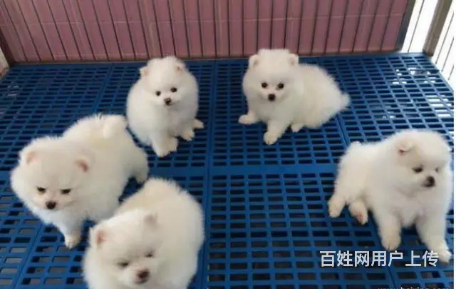 @（女神必选博美幼犬）精品小小可爱哦 - 图片 3