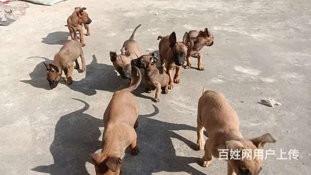 精品马犬，看家护院的好帮手。 - 图片 6