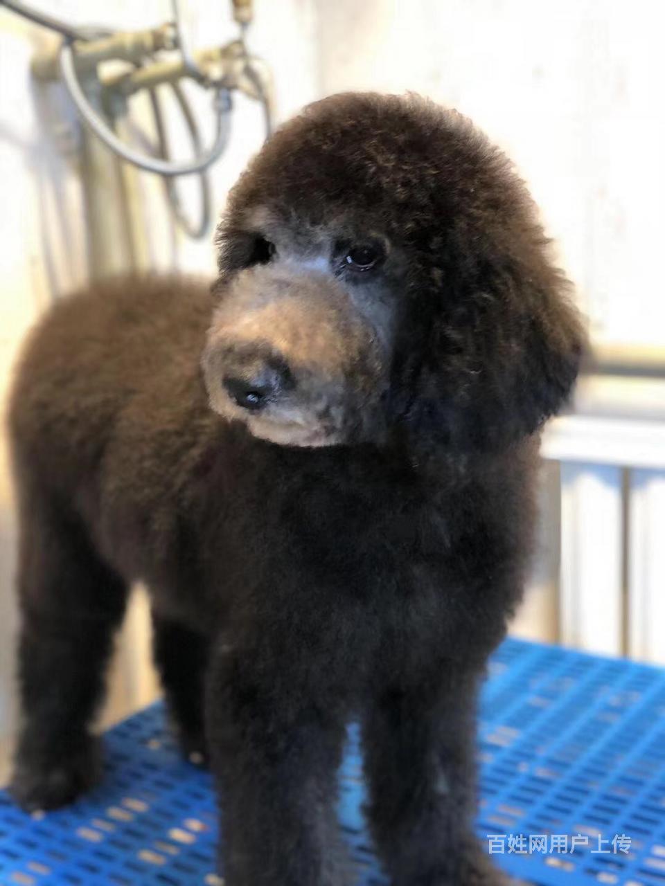 怀化那里有卖巨贵的 纯种巨型贵宾犬 性格温顺健康质保