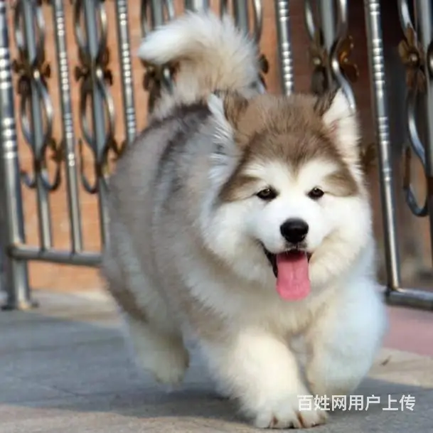 纯种熊版阿拉斯加幼犬 精品家养阿拉斯加犬出售 - 图片 6