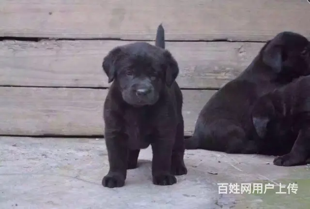 本地犬舍出售拉布拉多幼犬 签协议质保3个月健康 - 图片 2