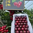 青园农场山林转让带执照