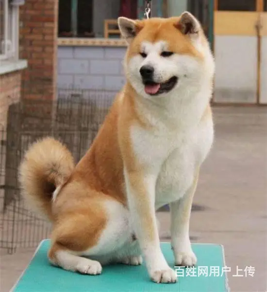 自家繁殖秋日系田幼犬 保证健康品质市内可送 - 图片 8