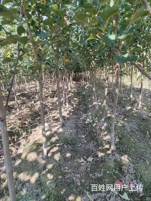 出售果树  树苗 绿化树 - 图片 1