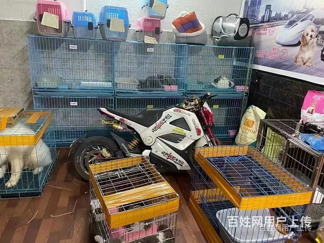 广州从化宠物托运（猫狗）活体邮寄快递（2022宠物运输 ）今 - 图片 1