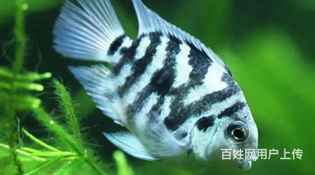出售迷你鹦鹉，孔雀鱼，2公分以下10元六条， - 图片 3