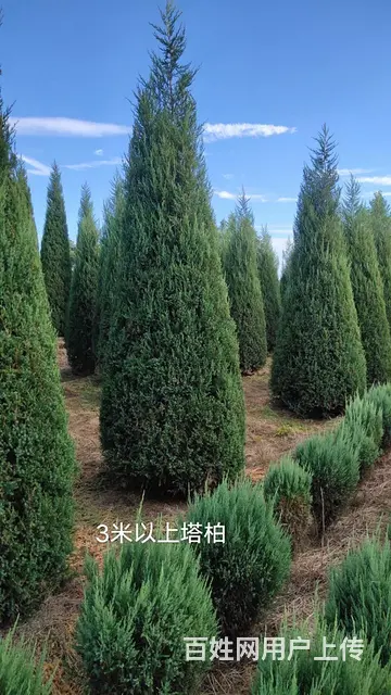 出售自产苗木 - 图片 2