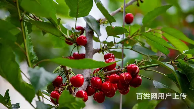 微商加盟 - 图片 2