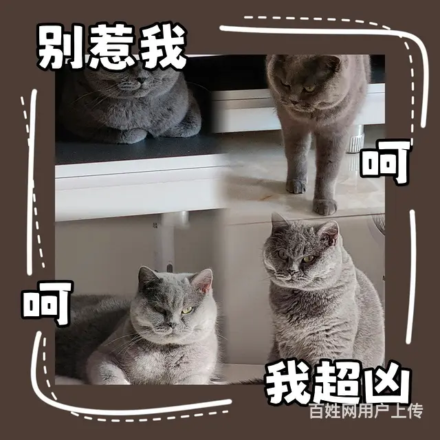英短蓝猫成母出售定金200 - 图片 1